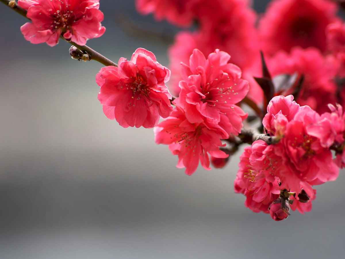 An Ibadan Girl’s Guide to&nbsp;Blooming